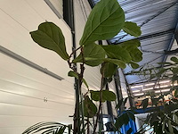 Flora limburg plant met pot ø40x76cm (4x) - afbeelding 7 van  9