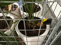 Flora limburg plant met pot ø40x76cm (4x) - afbeelding 8 van  9