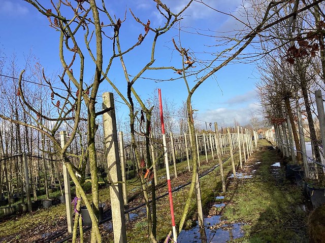 Fluweelboom - meerstammige bomen - afbeelding 1 van  3