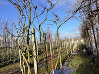 Fluweelboom - meerstammige bomen - afbeelding 1 van  3