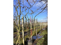 Fluweelboom - meerstammige bomen - afbeelding 2 van  3