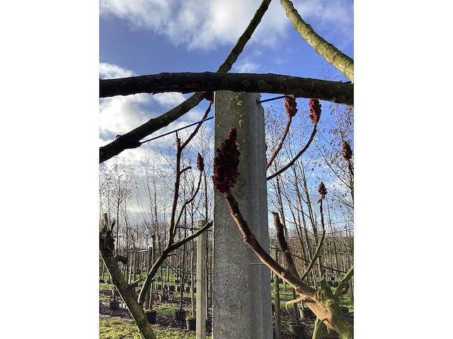 Fluweelboom - meerstammige bomen - afbeelding 3 van  3