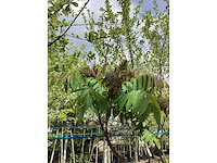 Fluweelboom - meerstammige boom - afbeelding 2 van  3