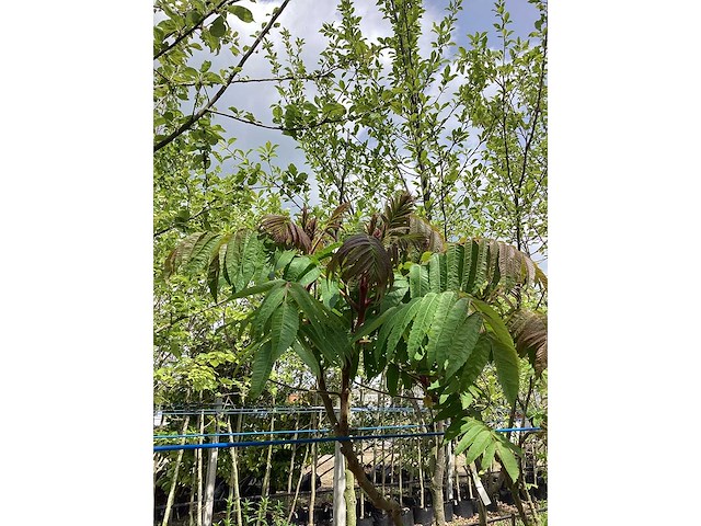 Fluweelboom - meerstammige boom - afbeelding 1 van  2