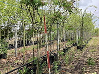 Fluweelboom - meerstammige boom - afbeelding 1 van  3