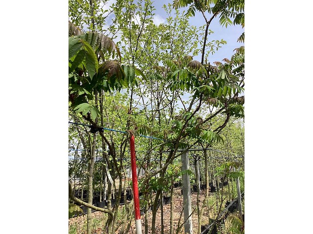 Fluweelboom - meerstammige boom - afbeelding 3 van  3