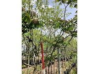 Fluweelboom - meerstammige boom - afbeelding 3 van  3