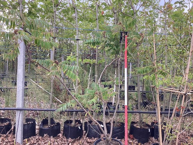 Fluweelboom - meerstammige boom - afbeelding 1 van  2