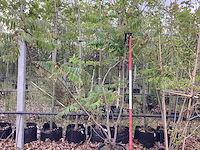 Fluweelboom - meerstammige boom - afbeelding 1 van  2