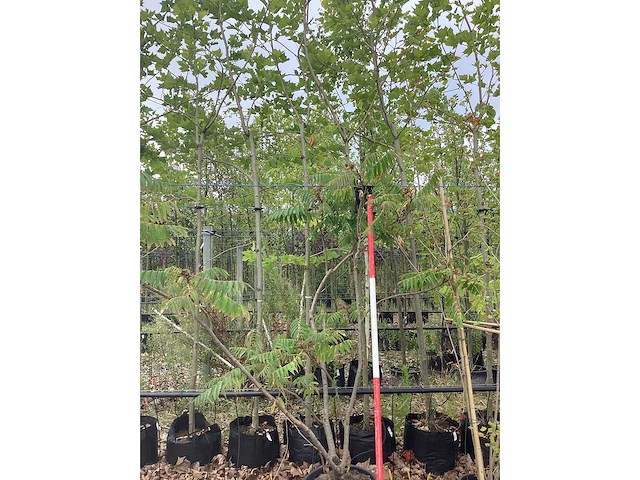 Fluweelboom - meerstammige boom - afbeelding 2 van  2