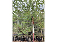 Fluweelboom - meerstammige boom - afbeelding 2 van  2