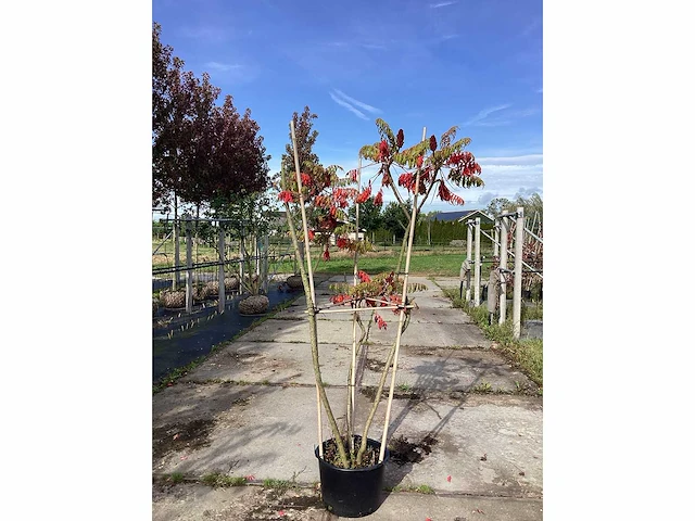 Fluweelboom - meerstammige boom - afbeelding 1 van  2