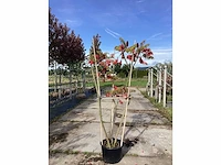 Fluweelboom - meerstammige boom