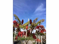 Fluweelboom - meerstammige boom - afbeelding 2 van  2