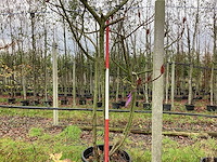 Fluweelboom - sierboom - afbeelding 1 van  3