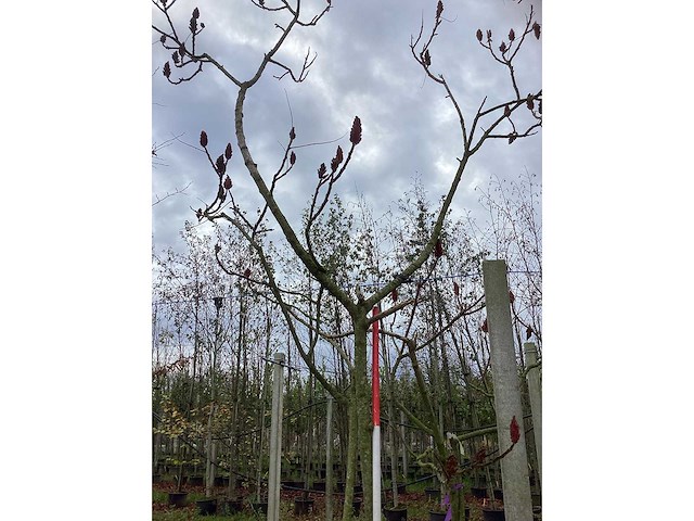 Fluweelboom - sierboom - afbeelding 2 van  3