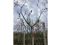 Fluweelboom - sierboom - afbeelding 2 van  3