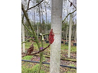 Fluweelboom - sierboom - afbeelding 3 van  3