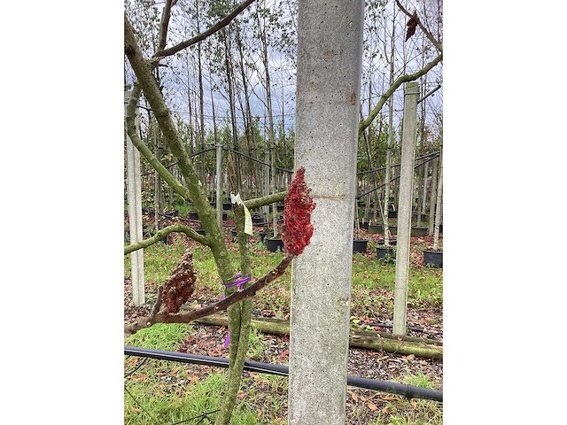 Fluweelboom - vormbomen (2x) - afbeelding 3 van  3