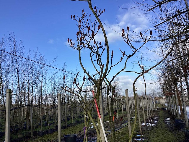 Fluweelboom - vormboom - afbeelding 1 van  2