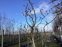 Fluweelboom - vormboom - afbeelding 1 van  2