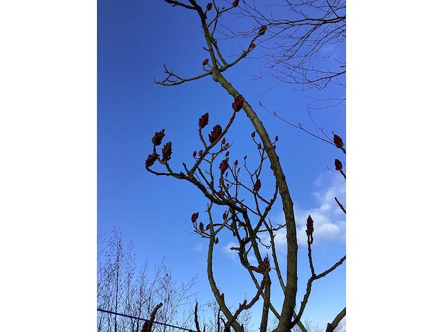 Fluweelboom - vormboom - afbeelding 2 van  2