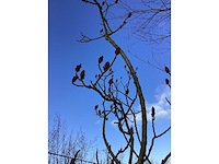 Fluweelboom - vormboom - afbeelding 2 van  2