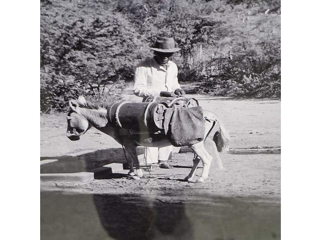Foto in lijst, willem van de poll, bonaire, knoekoe - afbeelding 4 van  6