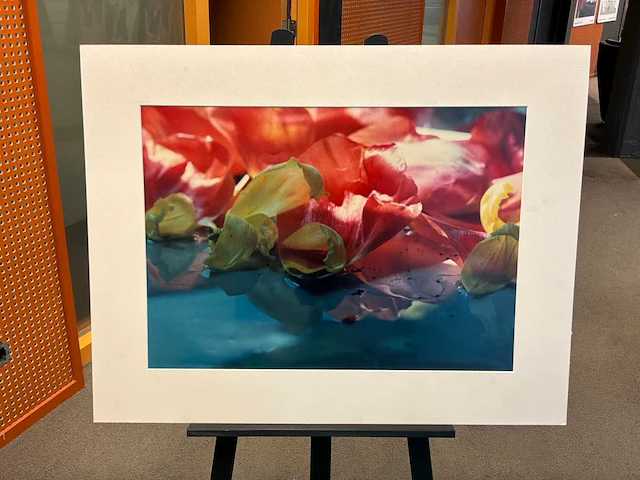 Fotografie “mies de monchy- tulpen 2” - afbeelding 1 van  4