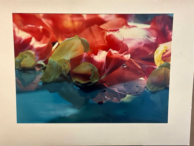 Fotografie “mies de monchy- tulpen 2” - afbeelding 2 van  4
