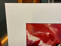 Fotografie “mies de monchy- tulpen 2” - afbeelding 3 van  4