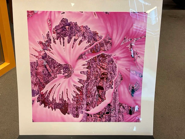 Fotografie “reinoud van vught-herbarium v” - afbeelding 2 van  5