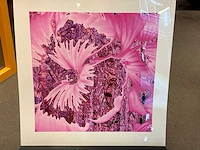 Fotografie “reinoud van vught-herbarium v” - afbeelding 2 van  5