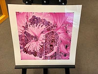 Fotografie “reinoud van vught-herbarium v” - afbeelding 3 van  5
