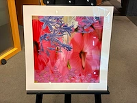 Fotografie “reinoud van vught-herbarium vii”