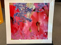 Fotografie “reinoud van vught-herbarium vii” - afbeelding 2 van  5
