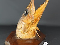 Fraaie opgezette snoekenkop - afbeelding 1 van  5