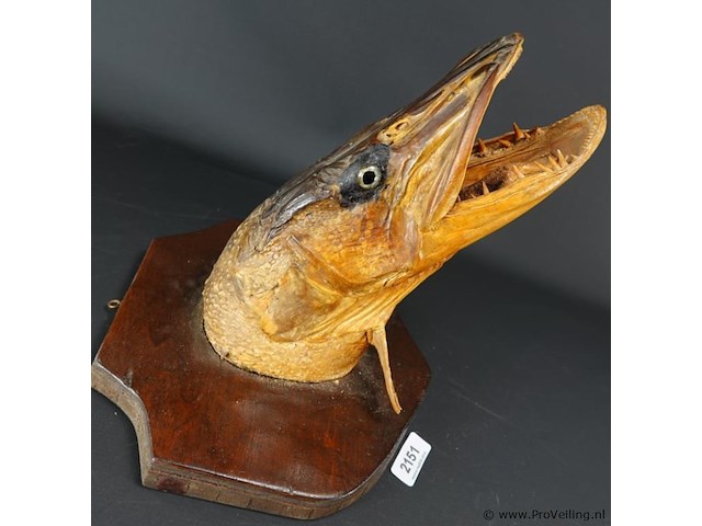 Fraaie opgezette snoekenkop - afbeelding 2 van  5