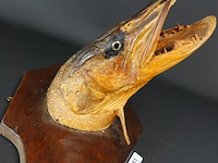 Fraaie opgezette snoekenkop - afbeelding 2 van  5