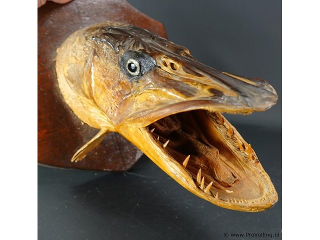 Fraaie opgezette snoekenkop - afbeelding 3 van  5