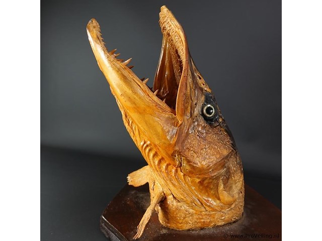 Fraaie opgezette snoekenkop - afbeelding 4 van  5