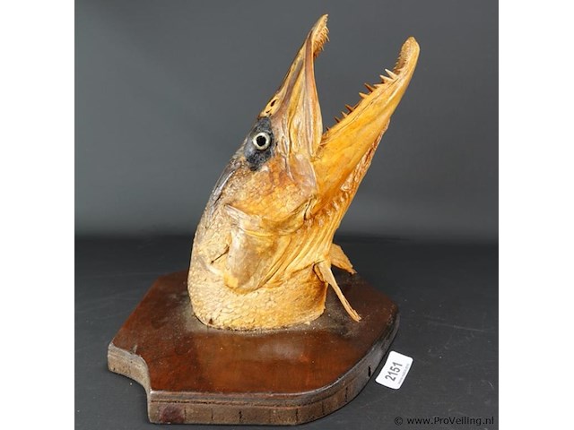 Fraaie opgezette snoekenkop - afbeelding 1 van  5