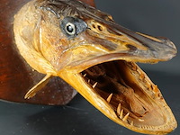 Fraaie opgezette snoekenkop - afbeelding 3 van  5