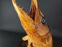 Fraaie opgezette snoekenkop - afbeelding 4 van  5