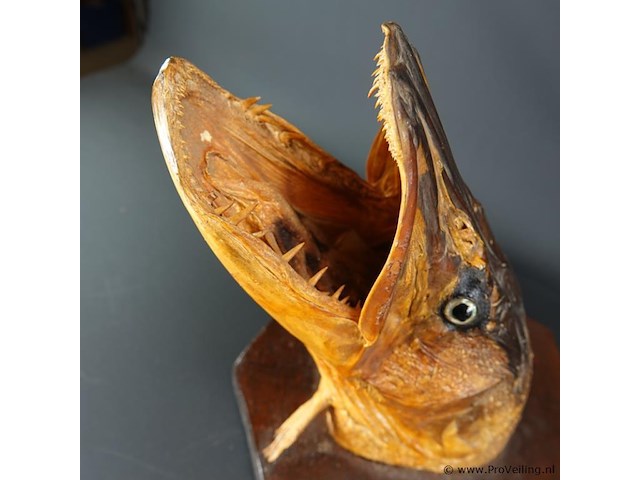 Fraaie opgezette snoekenkop - afbeelding 5 van  5