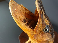 Fraaie opgezette snoekenkop - afbeelding 5 van  5