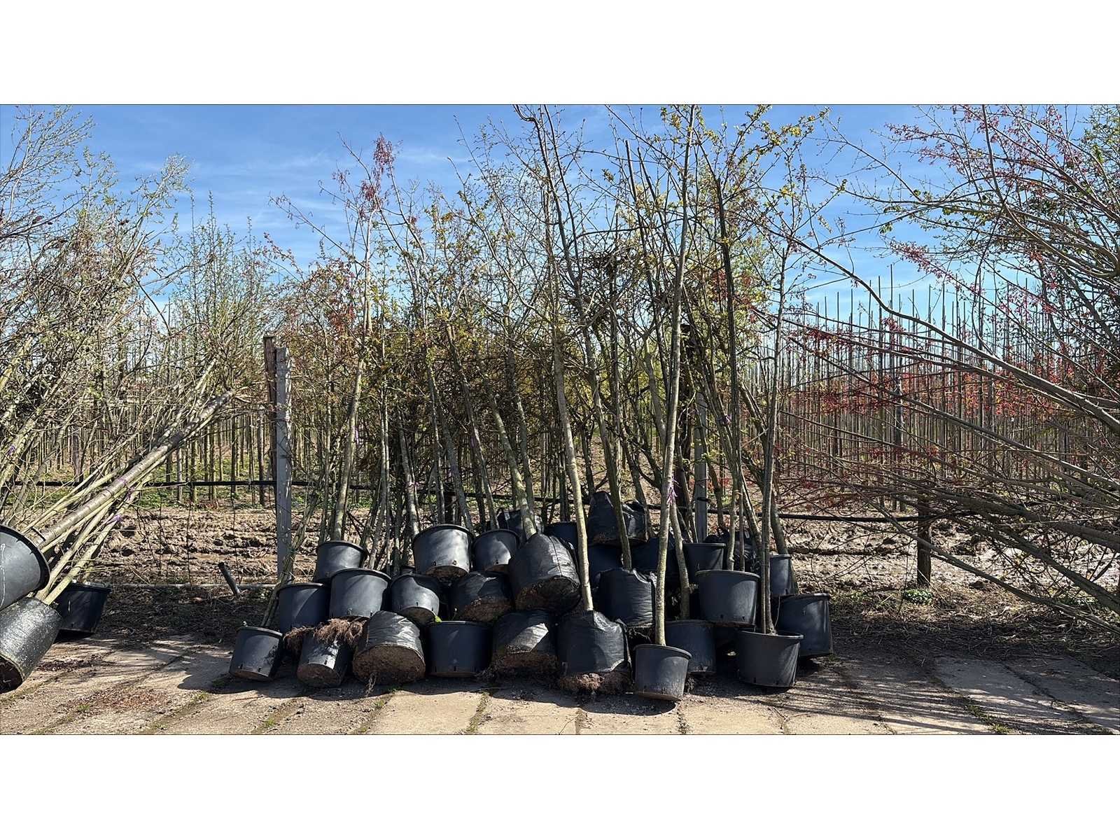 Fruit-, laan-, sierbomen en struiken wegens overname