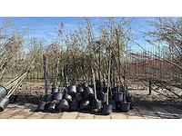 Fruit-, laan-, sierbomen en struiken wegens overname