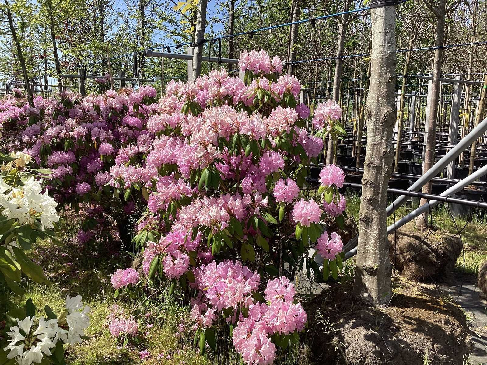 Fruit-, laan-, sierbomen en struiken