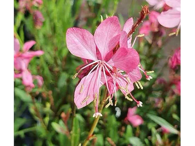 Gaura "compact pink" - planten in pot (60x) - afbeelding 2 van  2